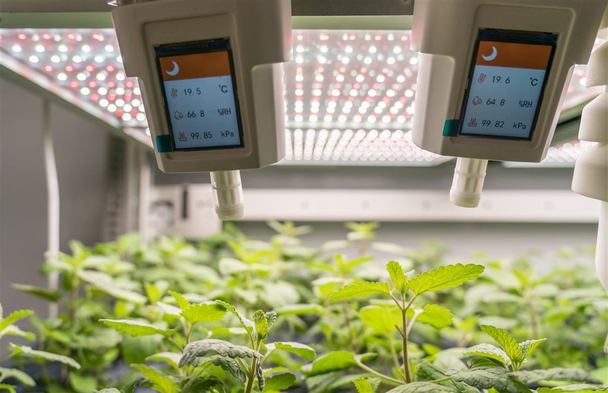 光谷企業創新研發'植物工廠' 以LED燈為'太陽'，驅動基礎軟件服務新生態